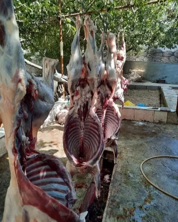 گوسفند زنده جشنواره به مدت محدود|حیوانات مزرعه|مشهد, کشاورز|دیوار