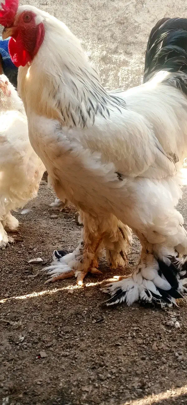 جوجه برهما ۱۰ روزه|حیوانات مزرعه|رامیان, |دیوار