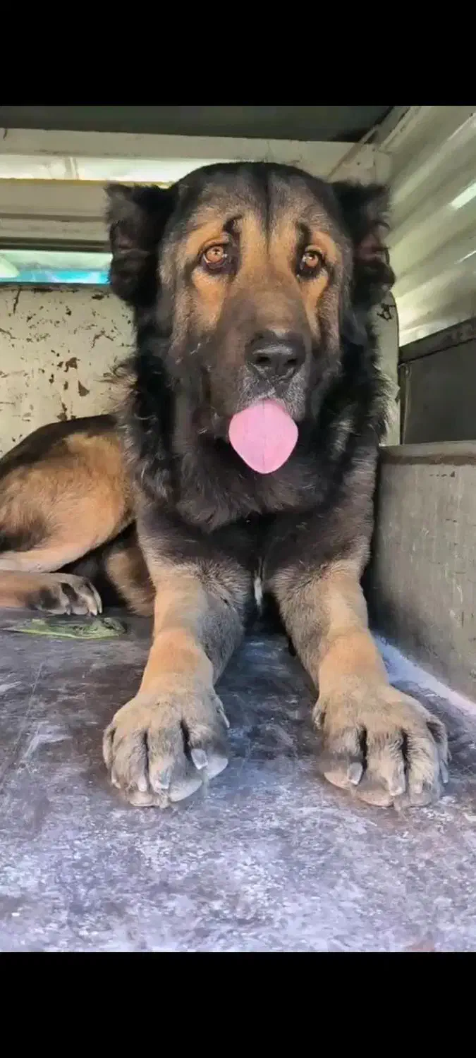 سگ سراب|سگ|بهار, |دیوار