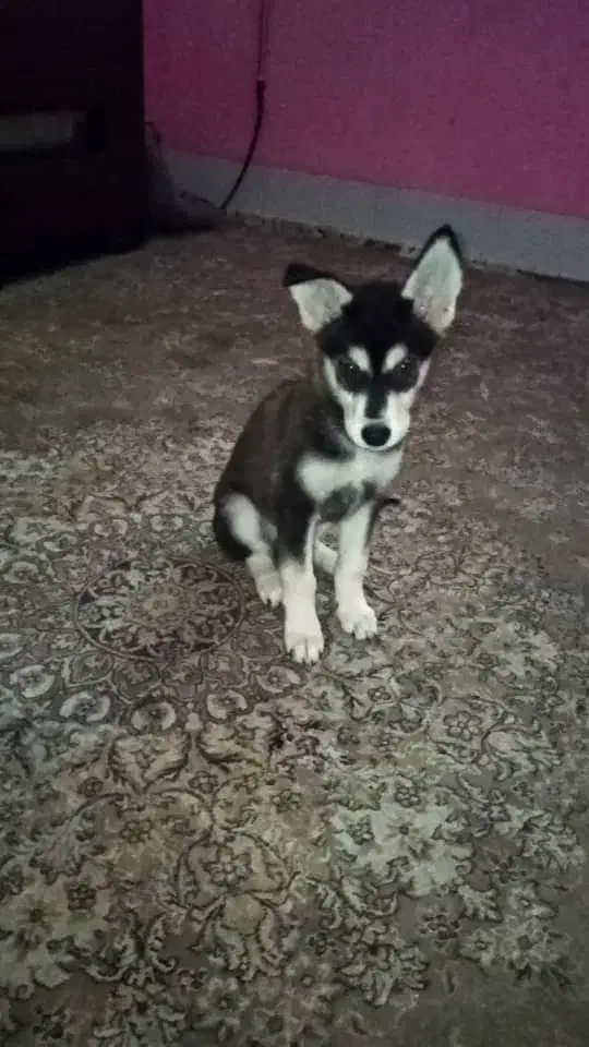 فروش توله سگ با اصل و نسب|سگ|شاهرود, |دیوار