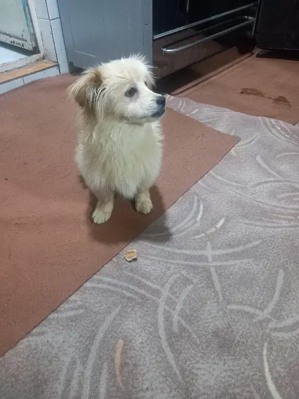 واگذاری سگ|سگ|چناران, |دیوار