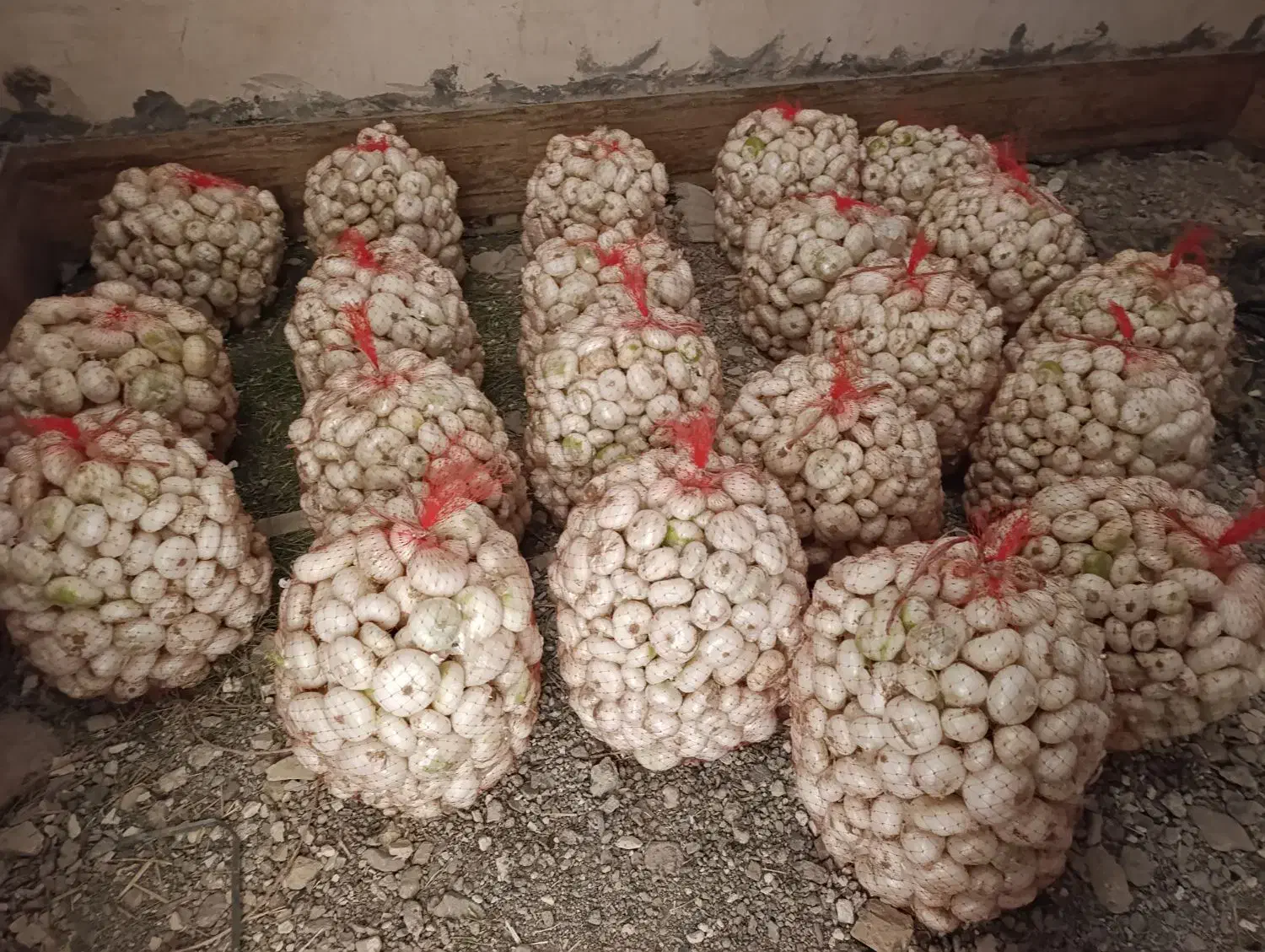 پیاز درجه یک شیرین|خوردنی و آشامیدنی|رشتخوار, |دیوار