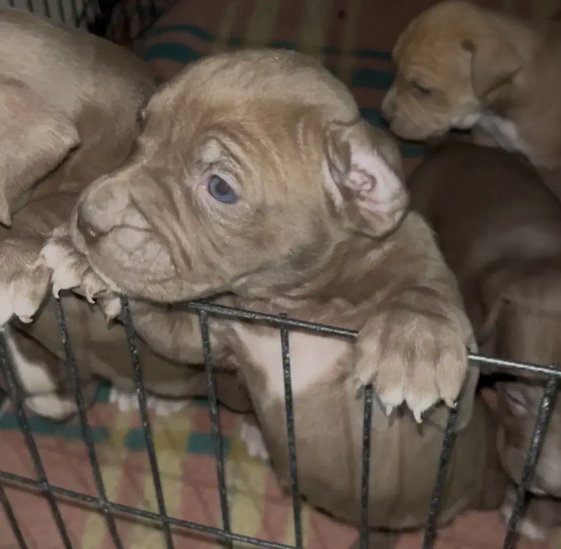 پیتبول نر و ماده|سگ|تهران, جنت‌آباد مرکزی|دیوار