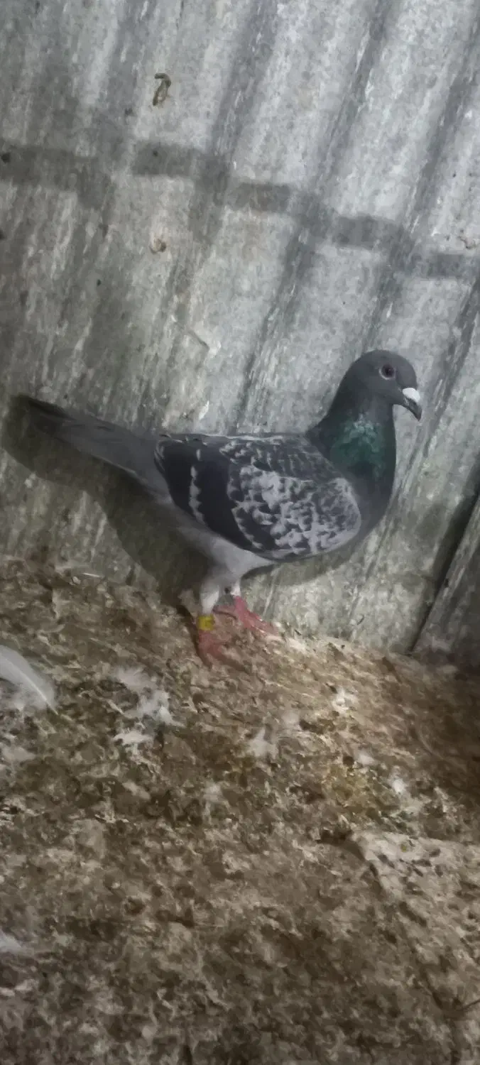 نره|پرنده|آزادشهر, |دیوار