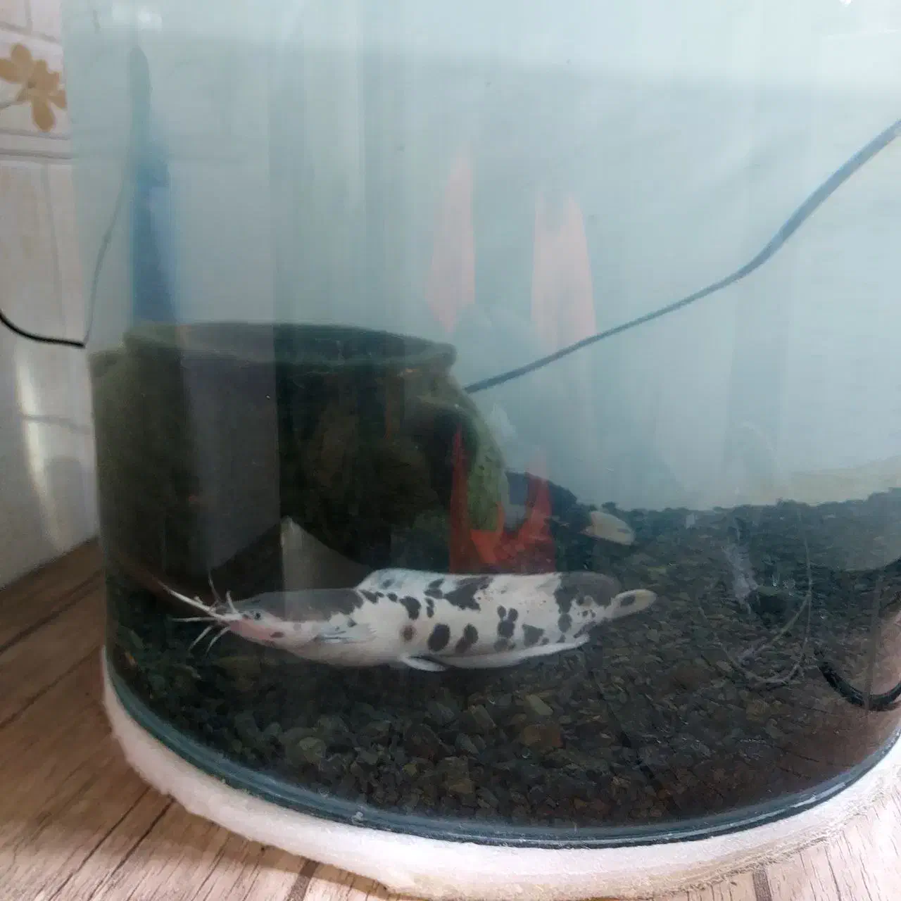 ماهی|ماهی|تربت جام, مسکن مهر|دیوار