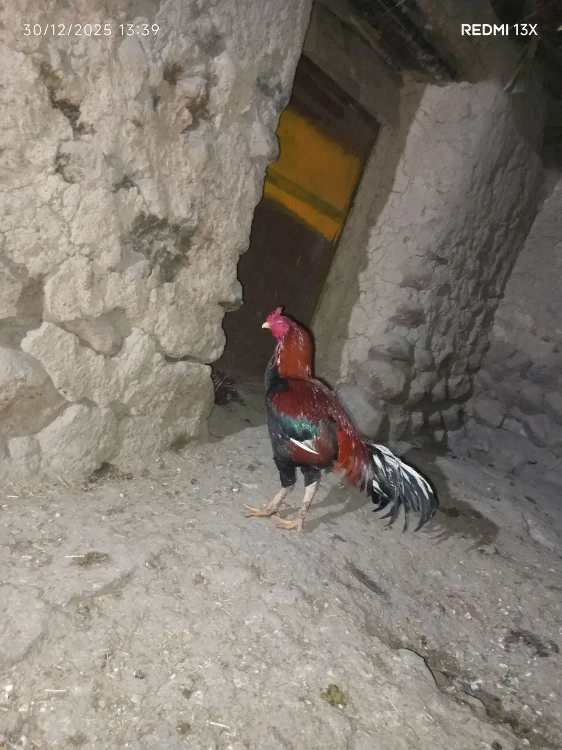 خروس لاری|حیوانات مزرعه|نظر کهریزی, |دیوار