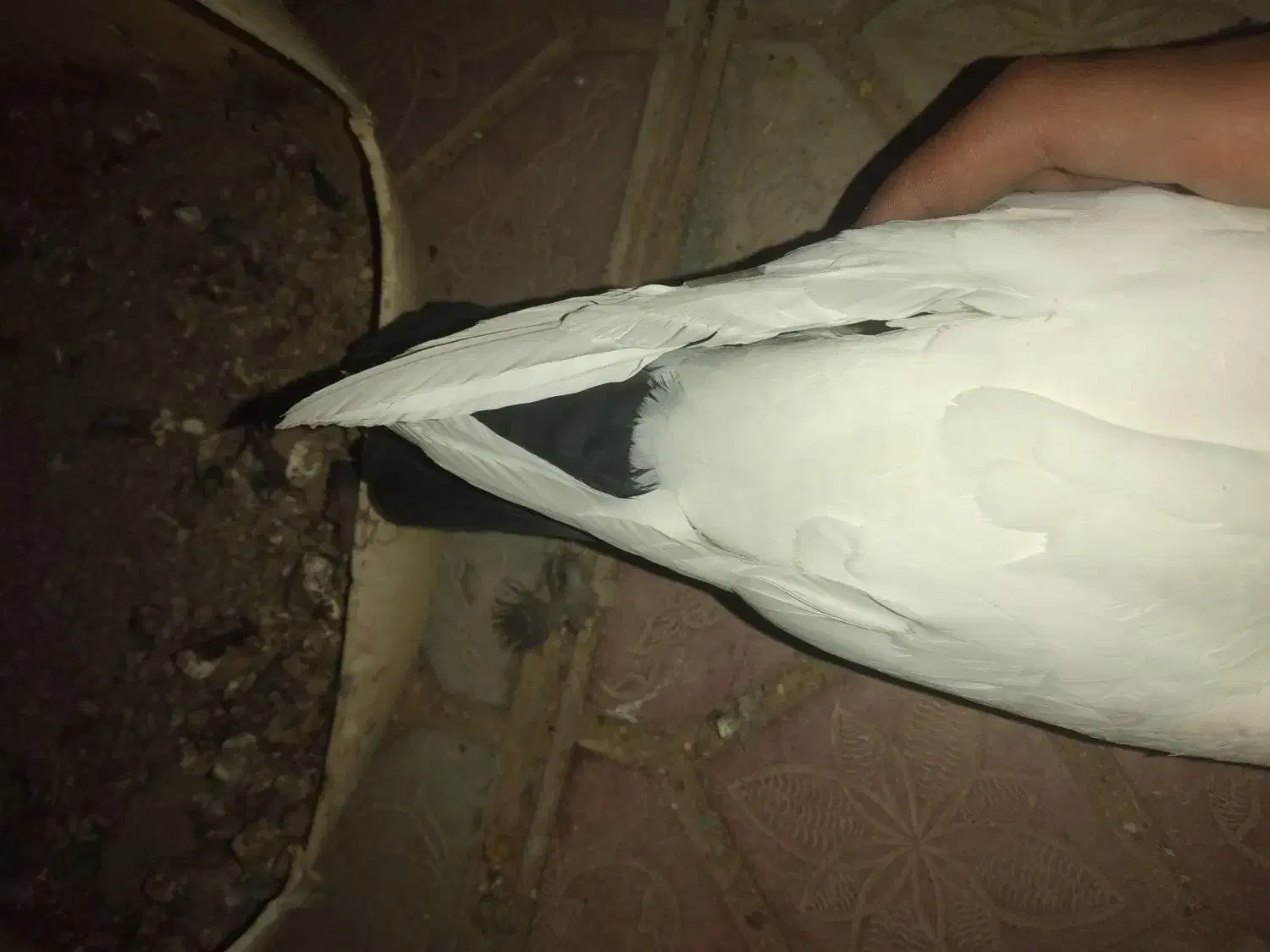 کبوتر دم سیاه|پرنده|سربیشه, |دیوار