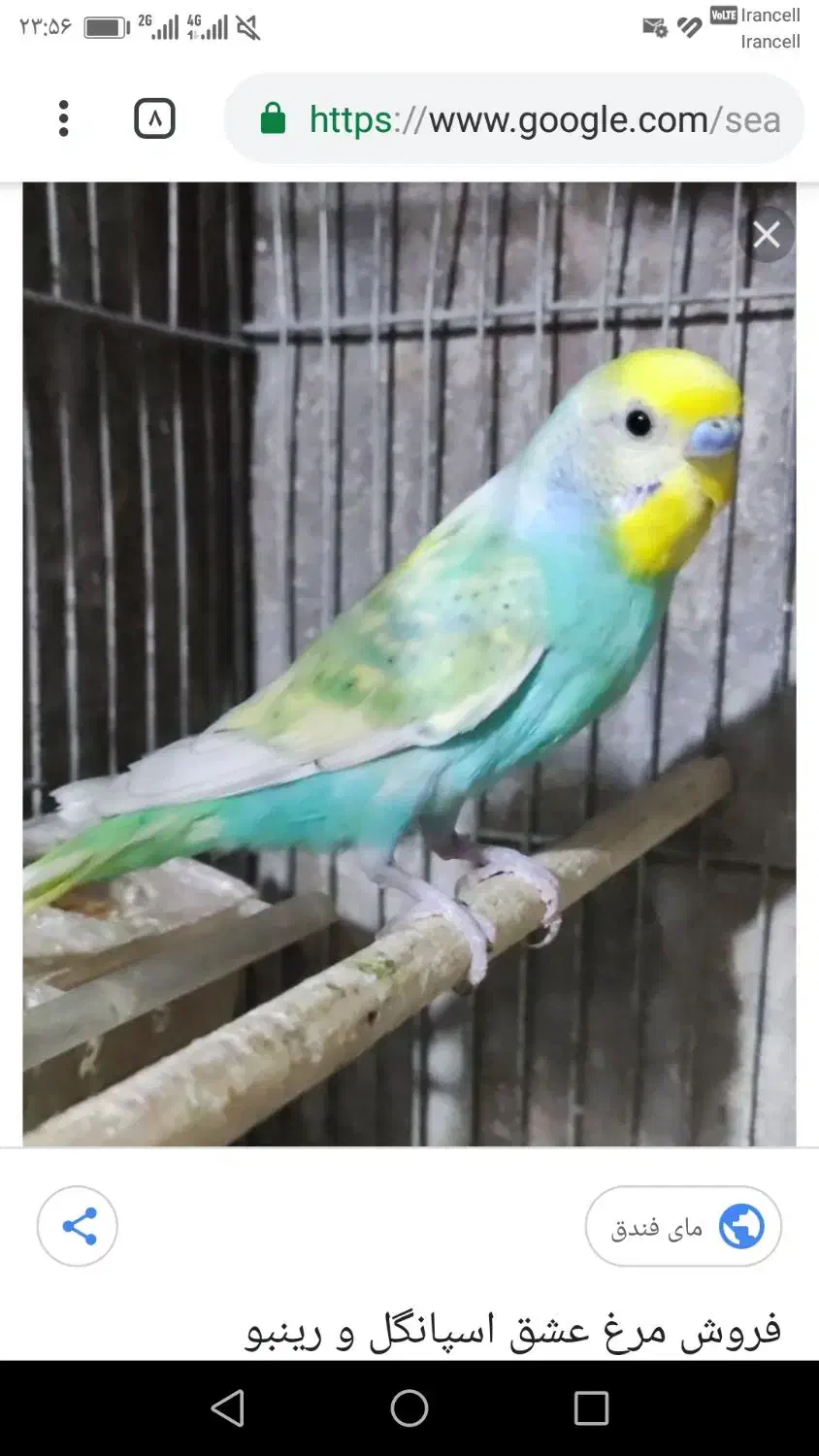 معاضه مرغ عشق با عروس هلندی|پرنده|میناب, |دیوار