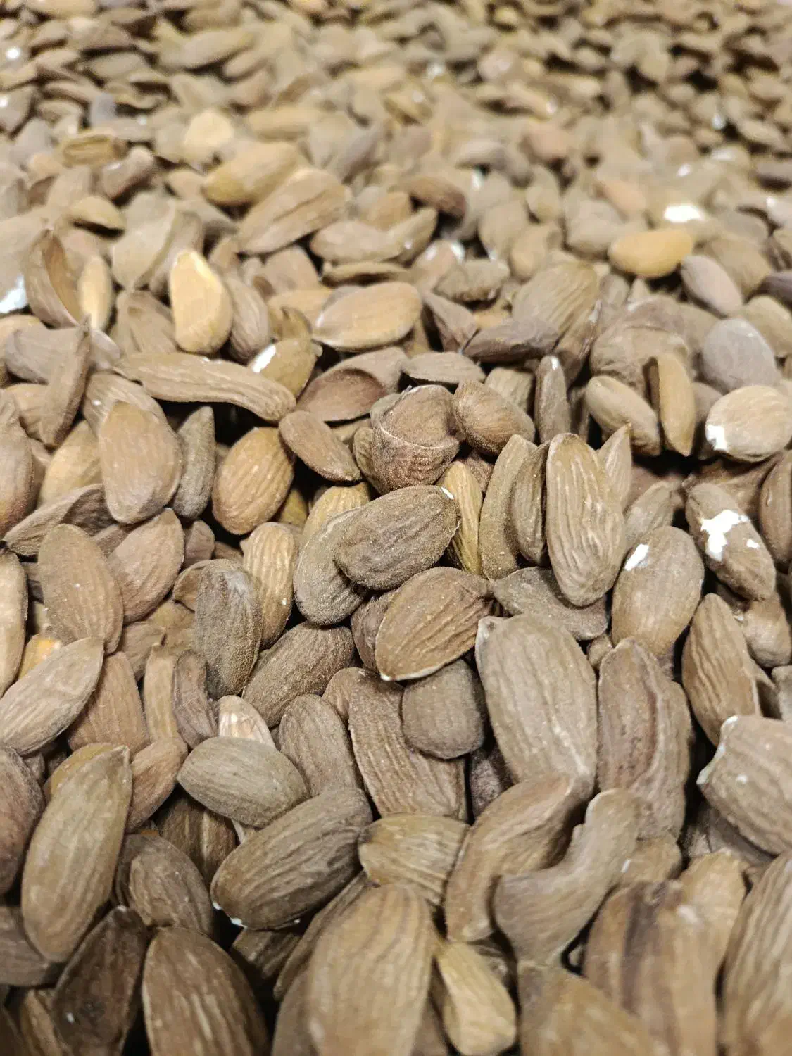 مغز|خوردنی و آشامیدنی|قم, قم نو|دیوار