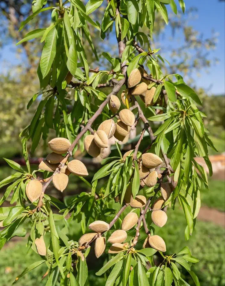 فروش نهال بادام شکوفه پربار تضمینی|خدمات باغبانی و درختکاری|نیشابور, رنج آباد|دیوار