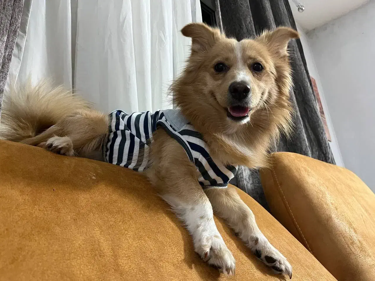 سگ اشپیتز|سگ|پرند, فاز ۵|دیوار