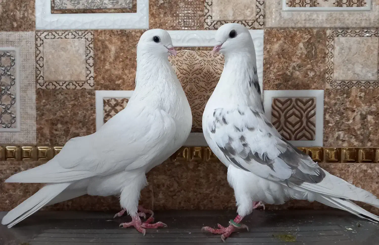 ۵۰طوق کبوتر یا کفتر یکجایی گنجه بر|پرنده|تهران, خلیج فارس|دیوار