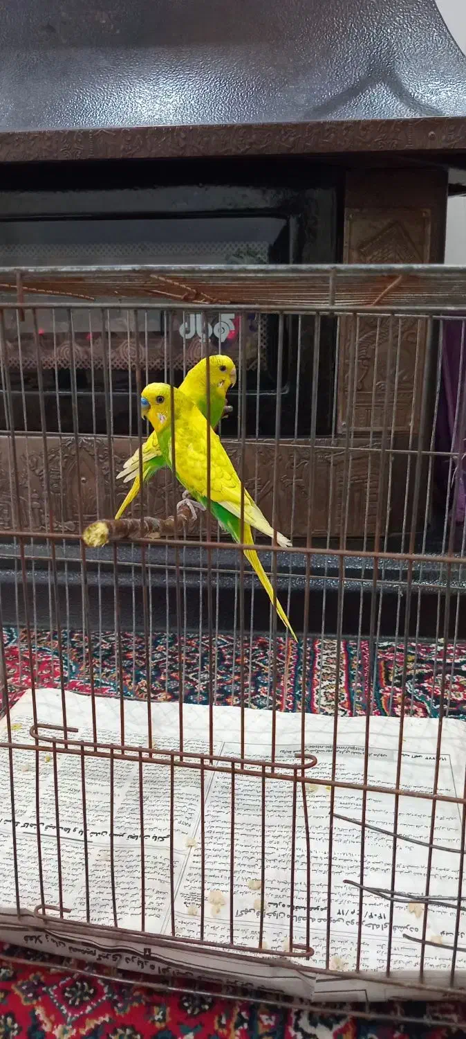 فروش مرغ عشق|پرنده|مشگین شهر, |دیوار