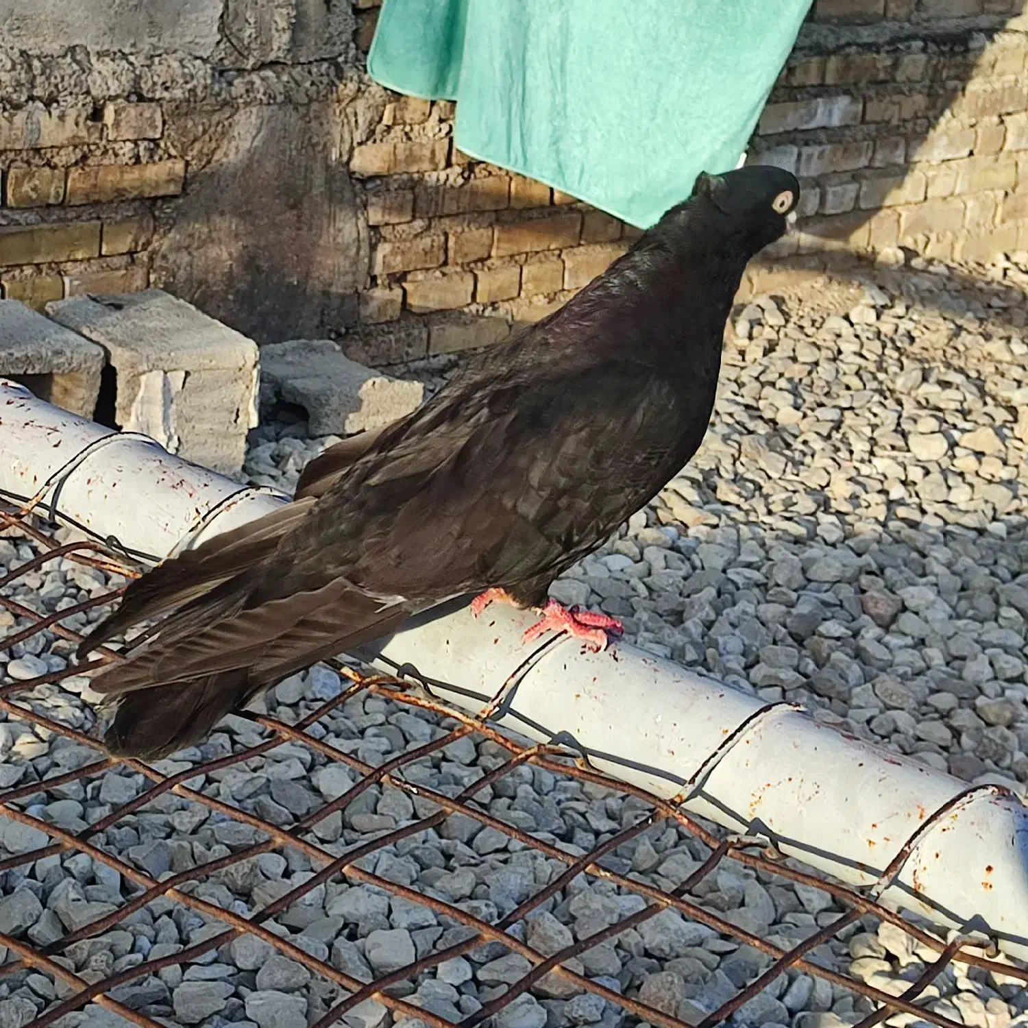 کبوتر|پرنده|ایذه, |دیوار