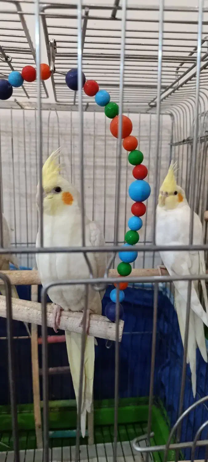 عروس هلندی|پرنده|صدرا-فارس, فاز ۱|دیوار