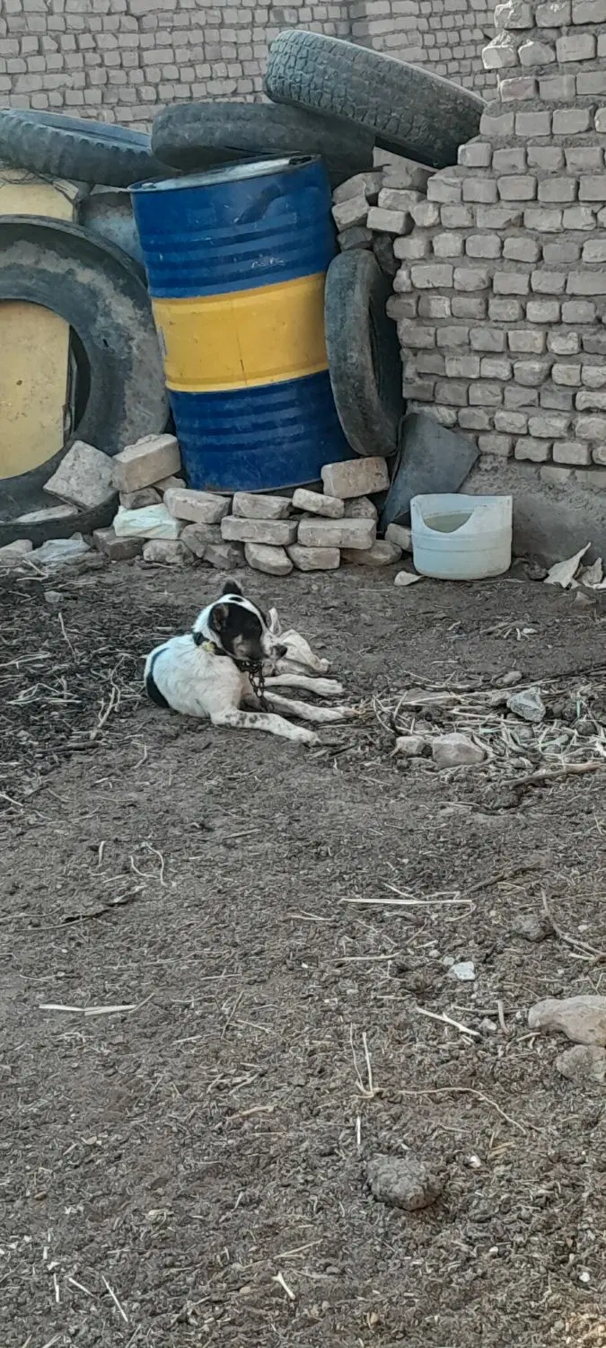 سگ گله|سگ|سبزوار, قصبه غربی|دیوار