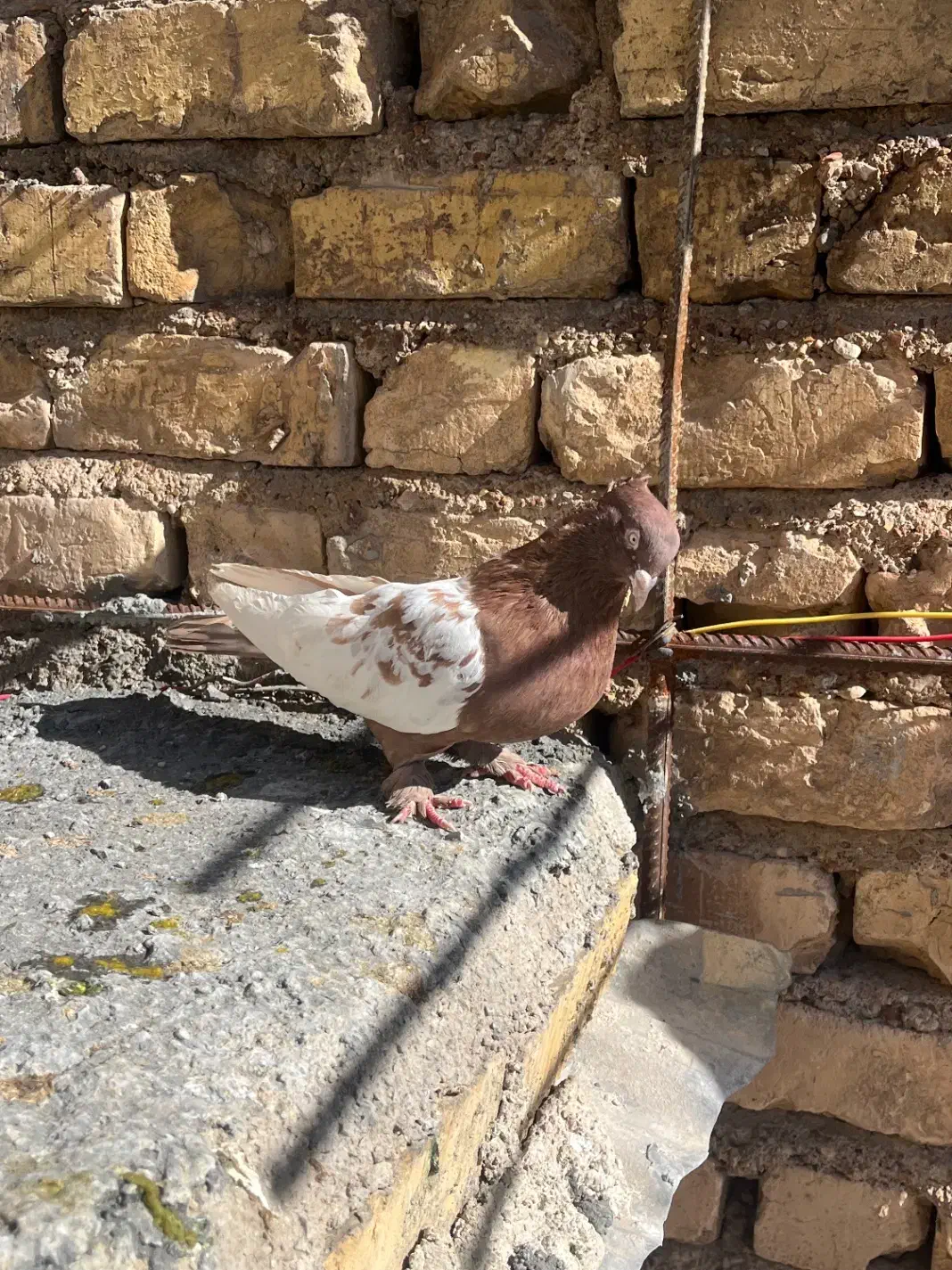 کبوتر|پرنده|مرودشت, ثبت احوال|دیوار