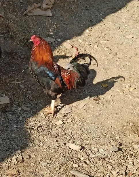 خرووس کوردی|حیوانات مزرعه|بانه, |دیوار