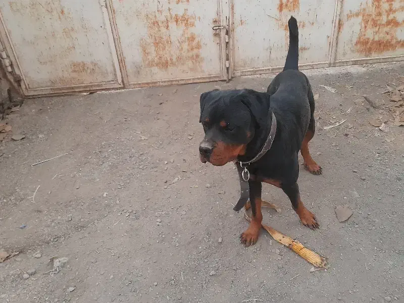 رتوایلر نر|سگ|تهران, آذری|دیوار