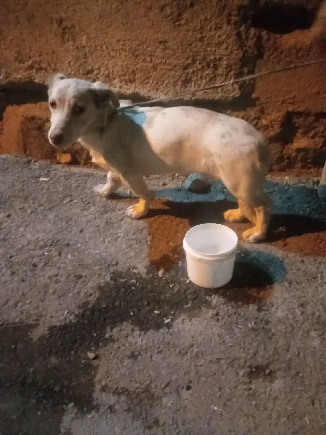 سگ پا کوتاه|سگ|چناران, |دیوار