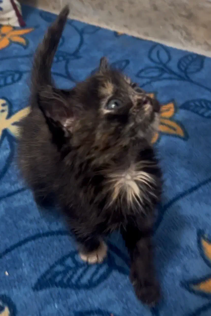 گمشده کمالهشر|حیوانات|کرج, کمالشهر|دیوار