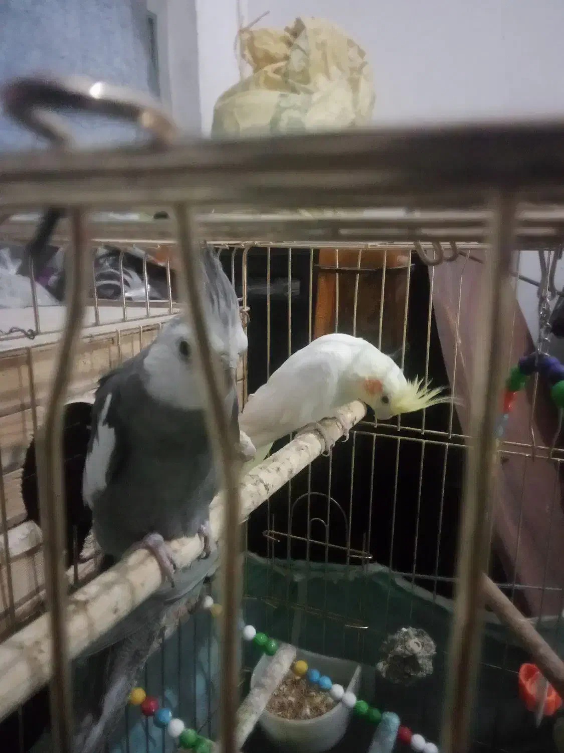 عروس هلندی سلام|پرنده|اسدآباد, |دیوار