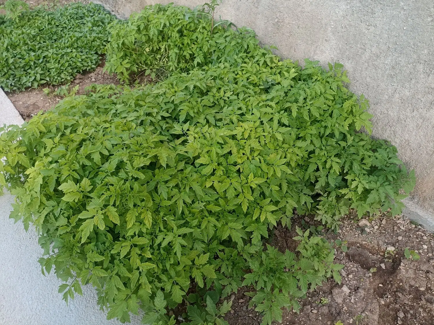 نشا|خدمات باغبانی و درختکاری|گوآور, |دیوار