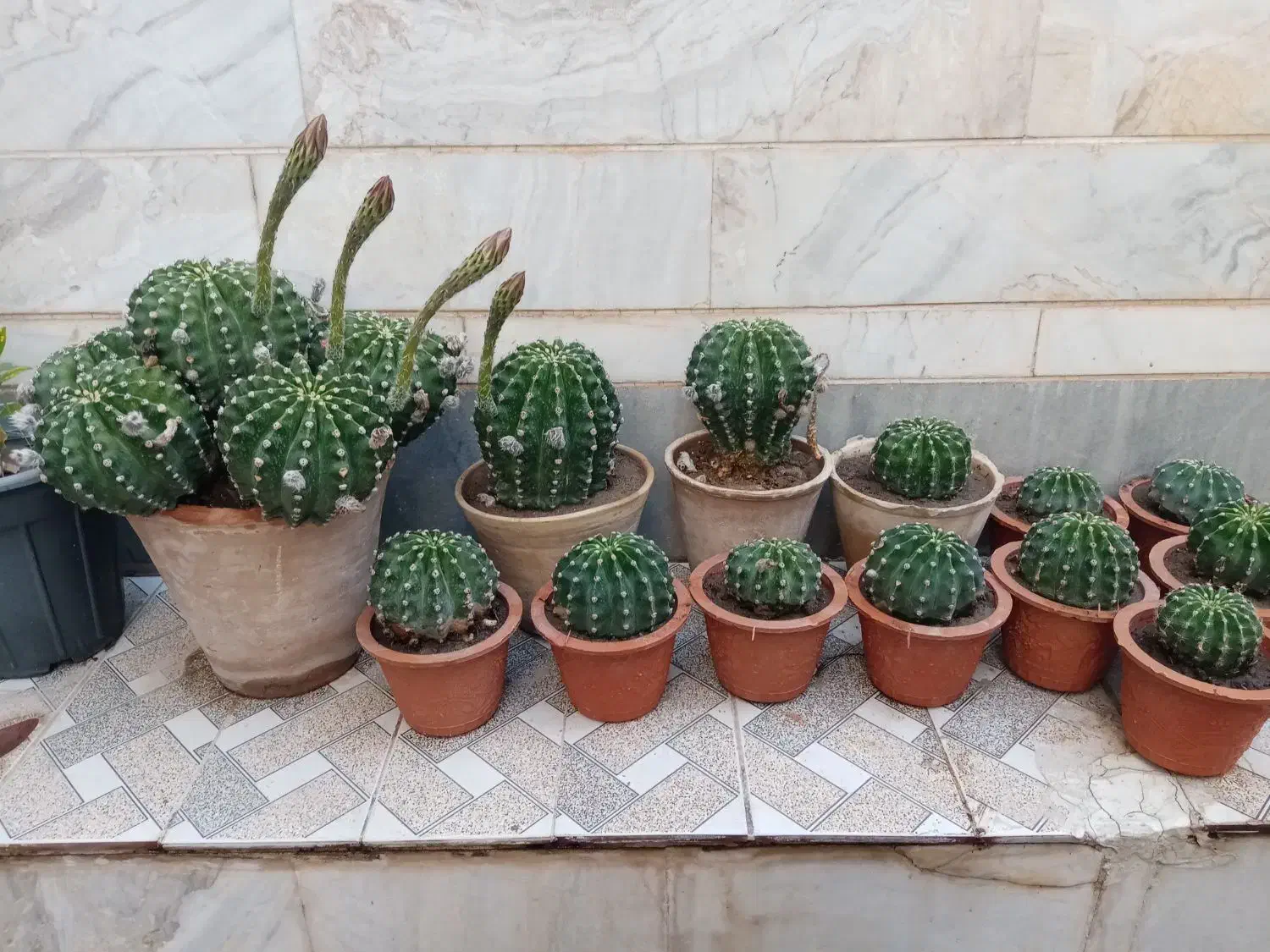 انواع گل های طبیعی|گل و گیاه طبیعی|بناب, |دیوار