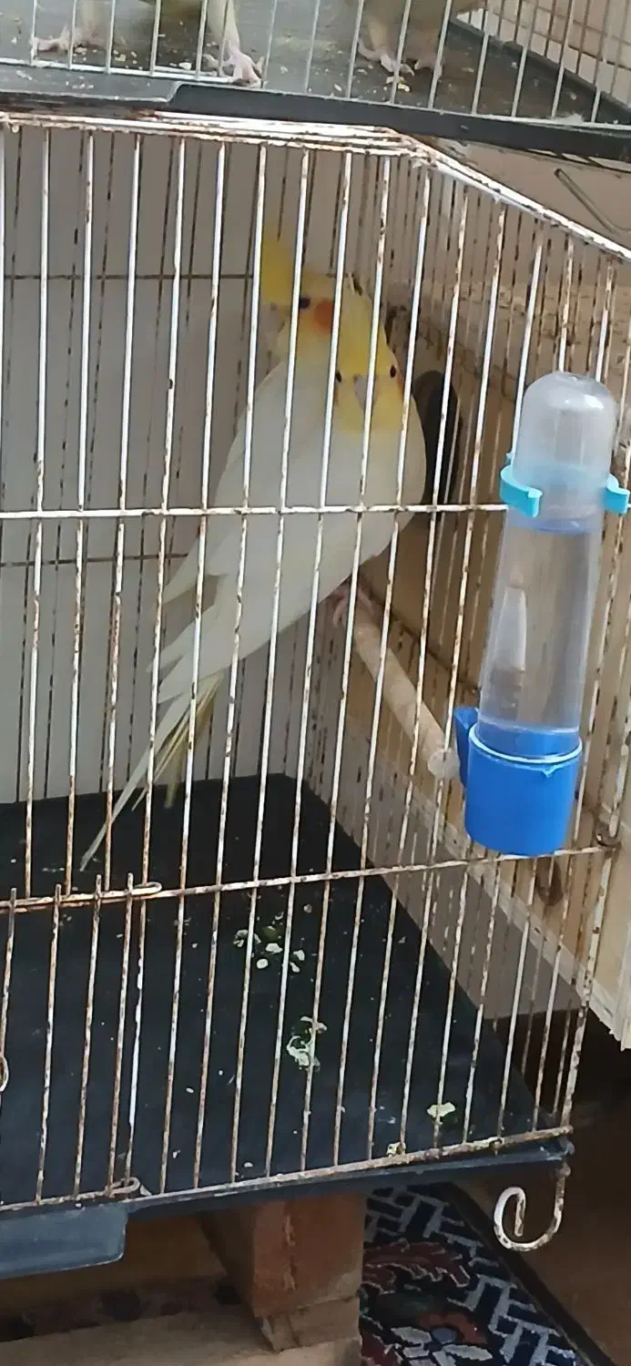 جفت عروس هلندی لوتینو دم تخم|پرنده|بندرعباس, |دیوار