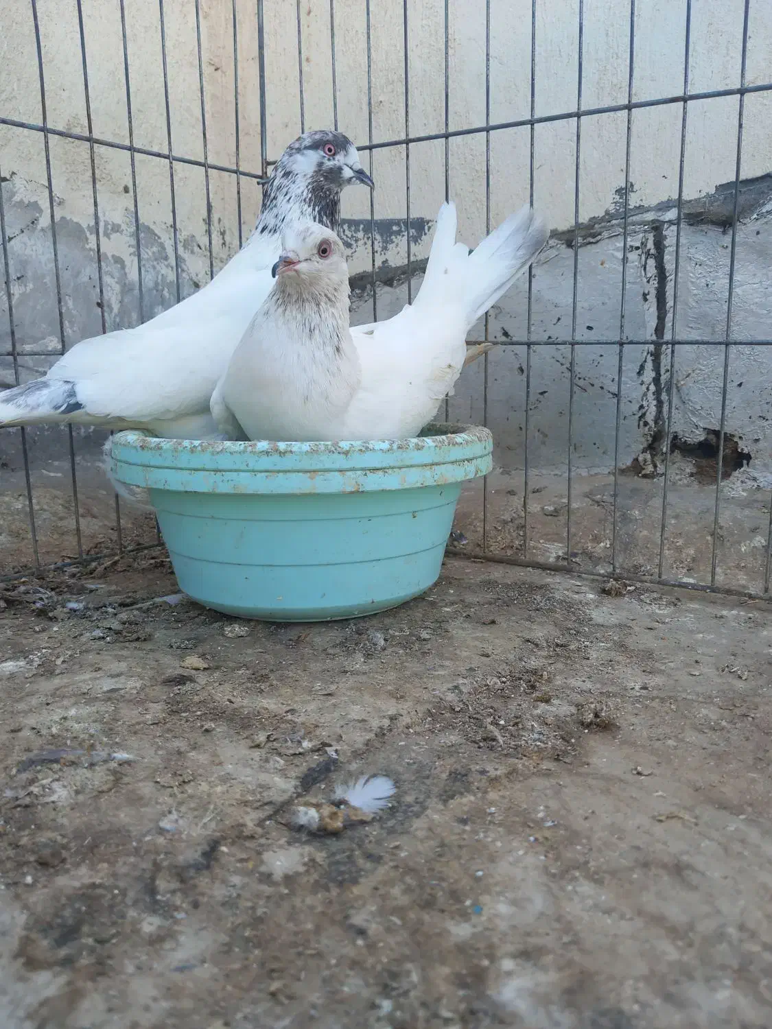 کفتر|پرنده|بندرعباس, |دیوار