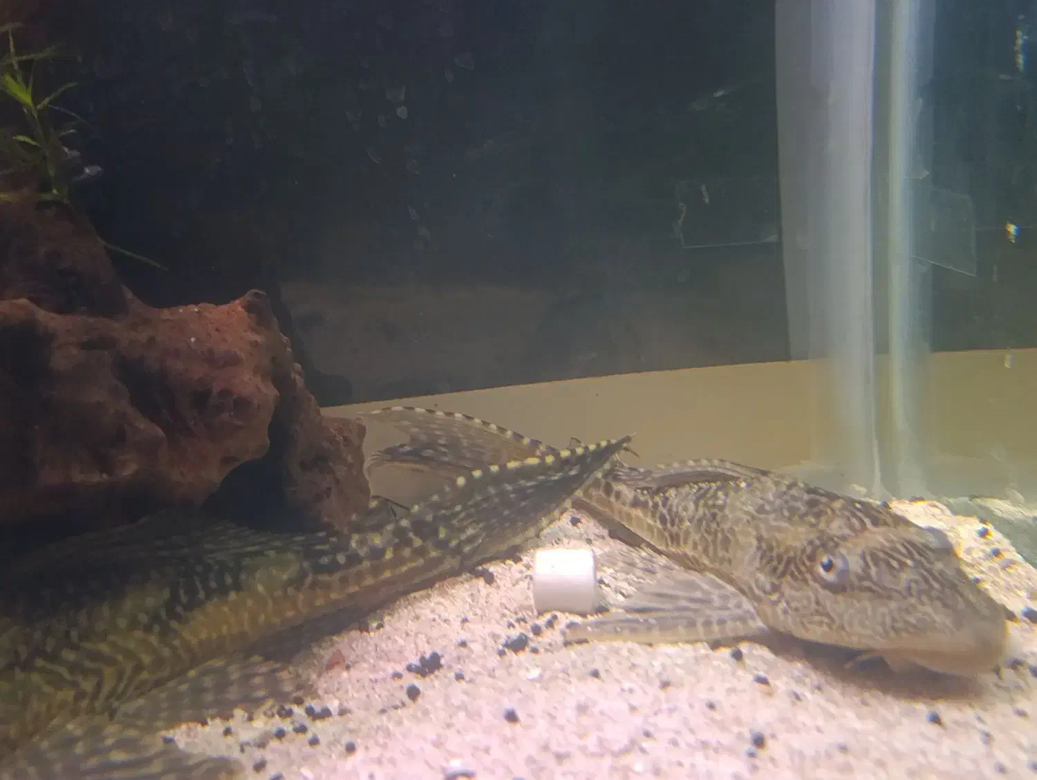 ماهی لجن خوار کت اسپرت گربه ماهی|ماهی|مشهد, امیریه|دیوار