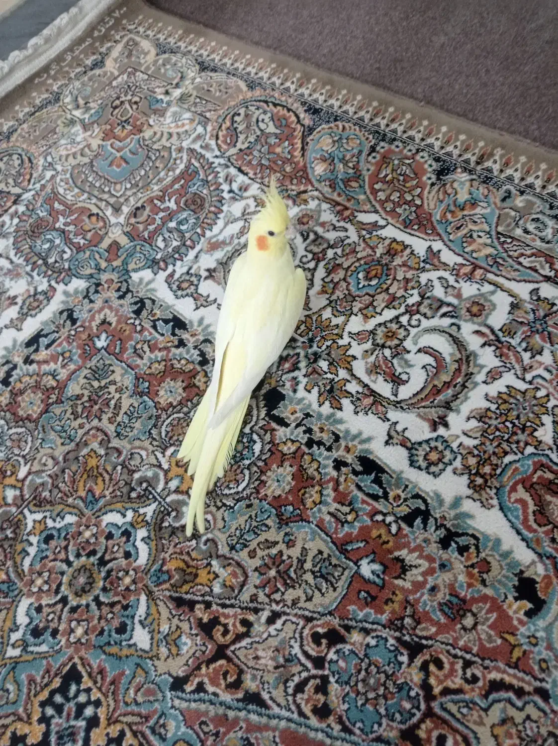 عروس هلندی لوتینو ماده|پرنده|فردوسیه, |دیوار