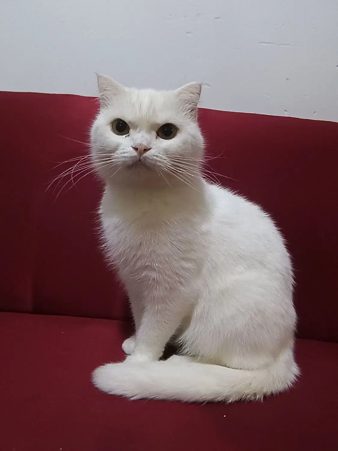 دوساله ،اسکاتیش|گربه|قشم, |دیوار