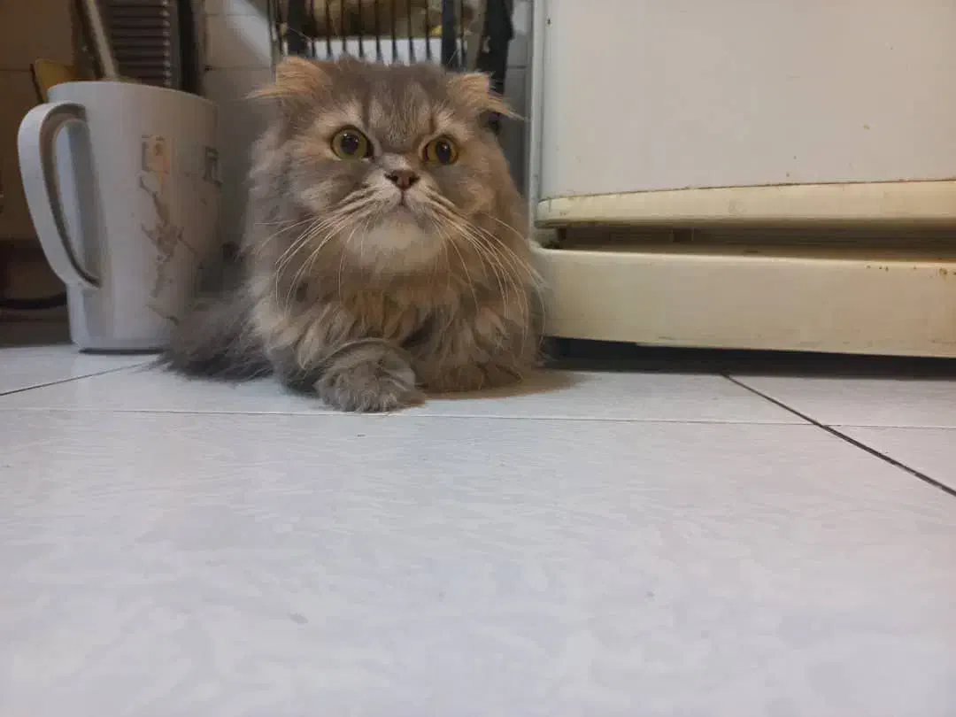 واگذاری گربه بریتیش لانگ هیر|گربه|تهران, ازگل|دیوار