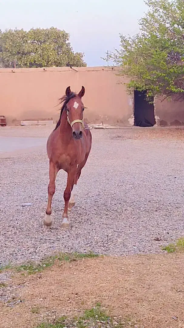 نریان کنز البدایه|اسب و تجهیزات اسبسواری|شوشتر, |دیوار