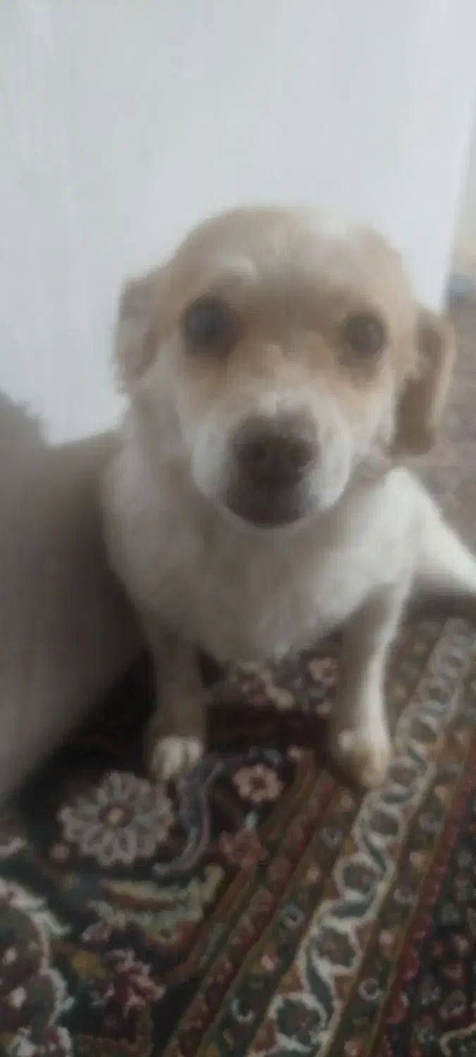 این سگ ماده هست دوسالشه سالم سالم هست|سگ|مهاباد (آذربایجان غربی), |دیوار