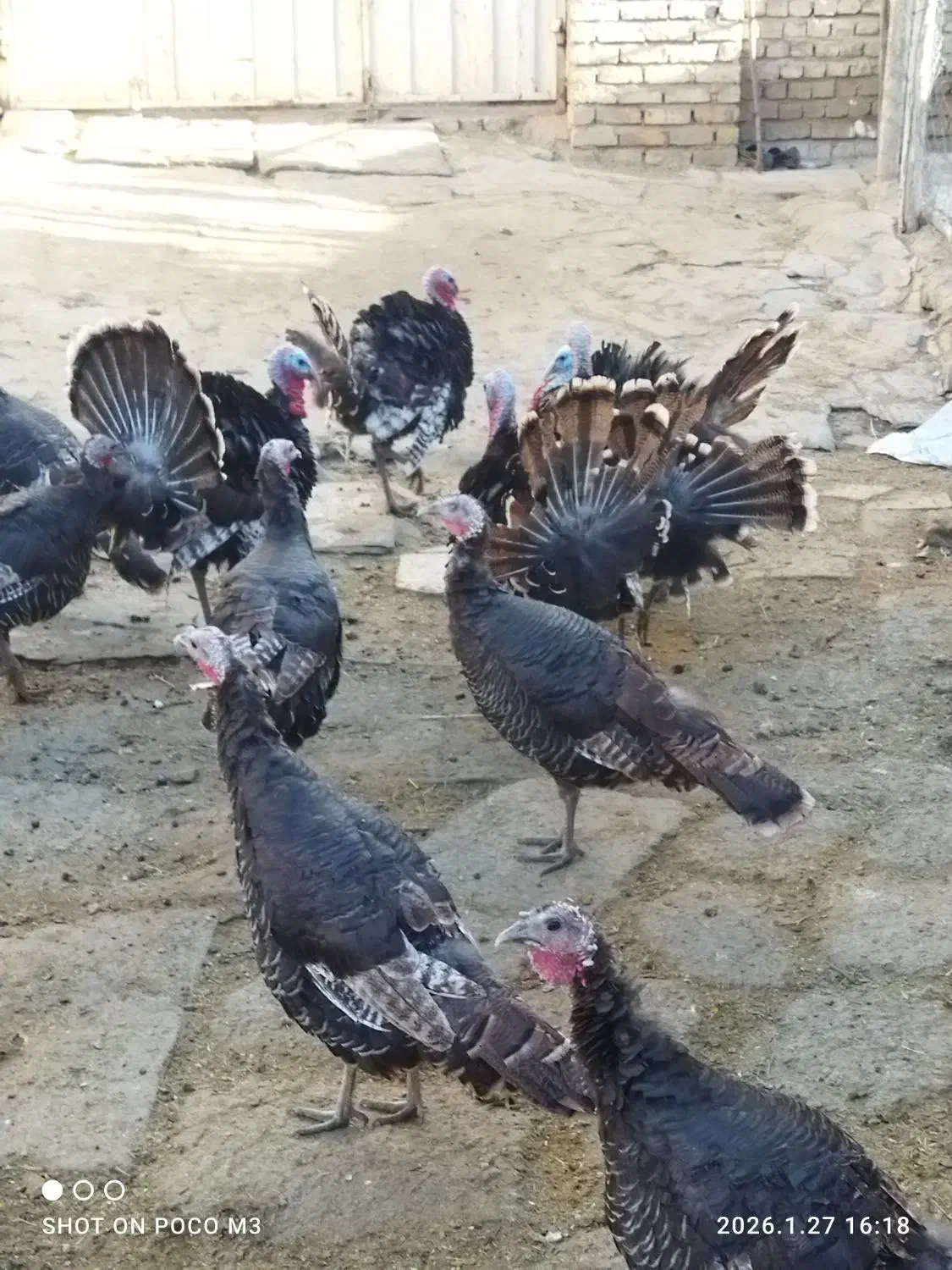 بقلمون‌|حیوانات مزرعه|خنداب, |دیوار