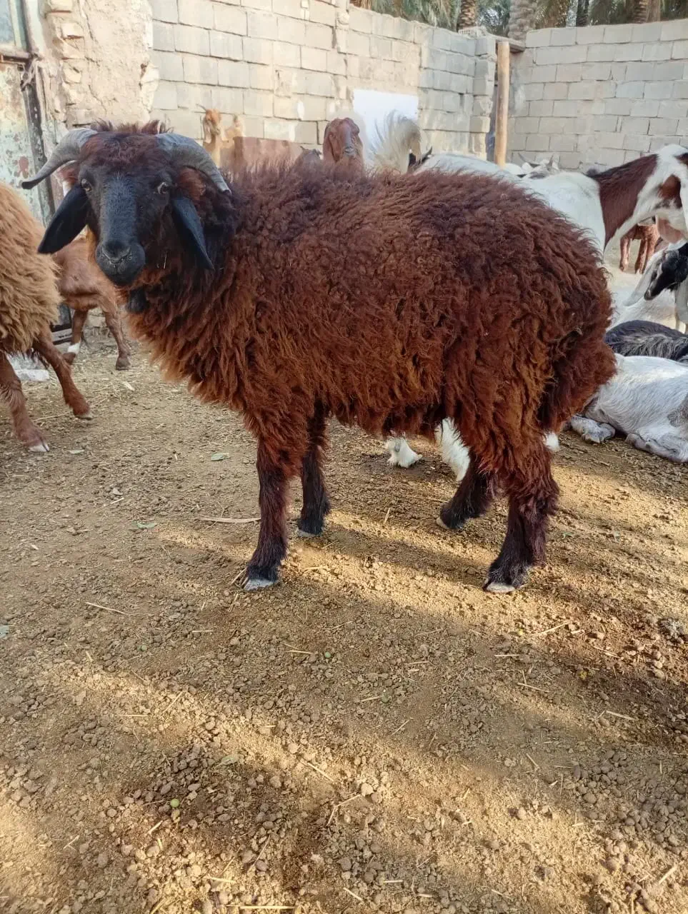 ۱۰ماهه|حیوانات مزرعه|چمران, |دیوار