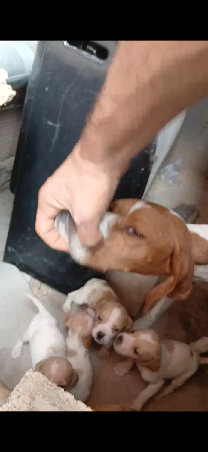 پوینتر انگلیس|سگ|گلی داغ, |دیوار