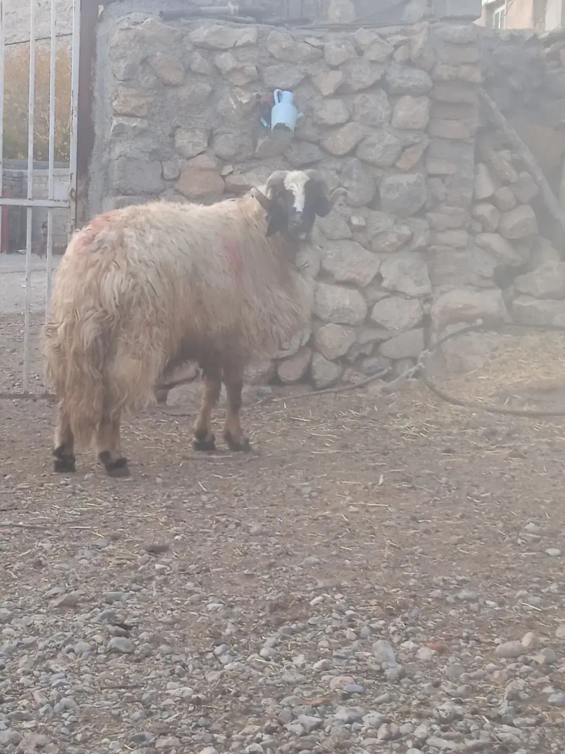 با سلام قورچ کردی|حیوانات مزرعه|خرم‌آباد, |دیوار