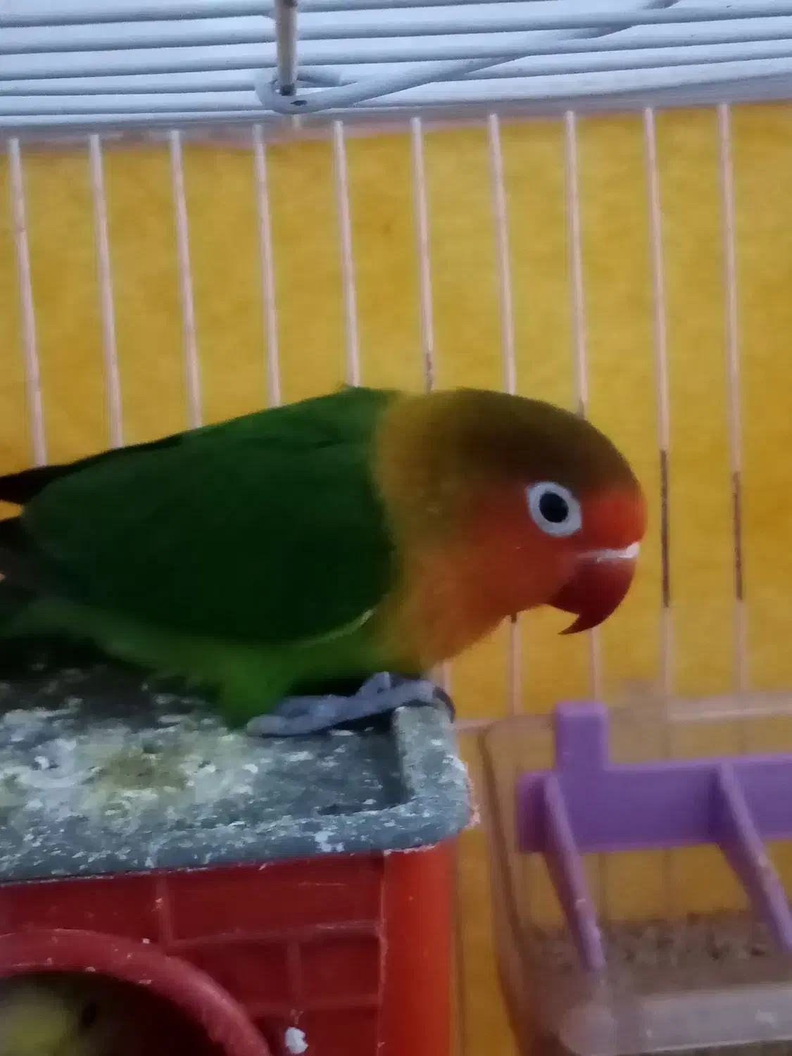 کوتوله|پرنده|زیرکوه, |دیوار