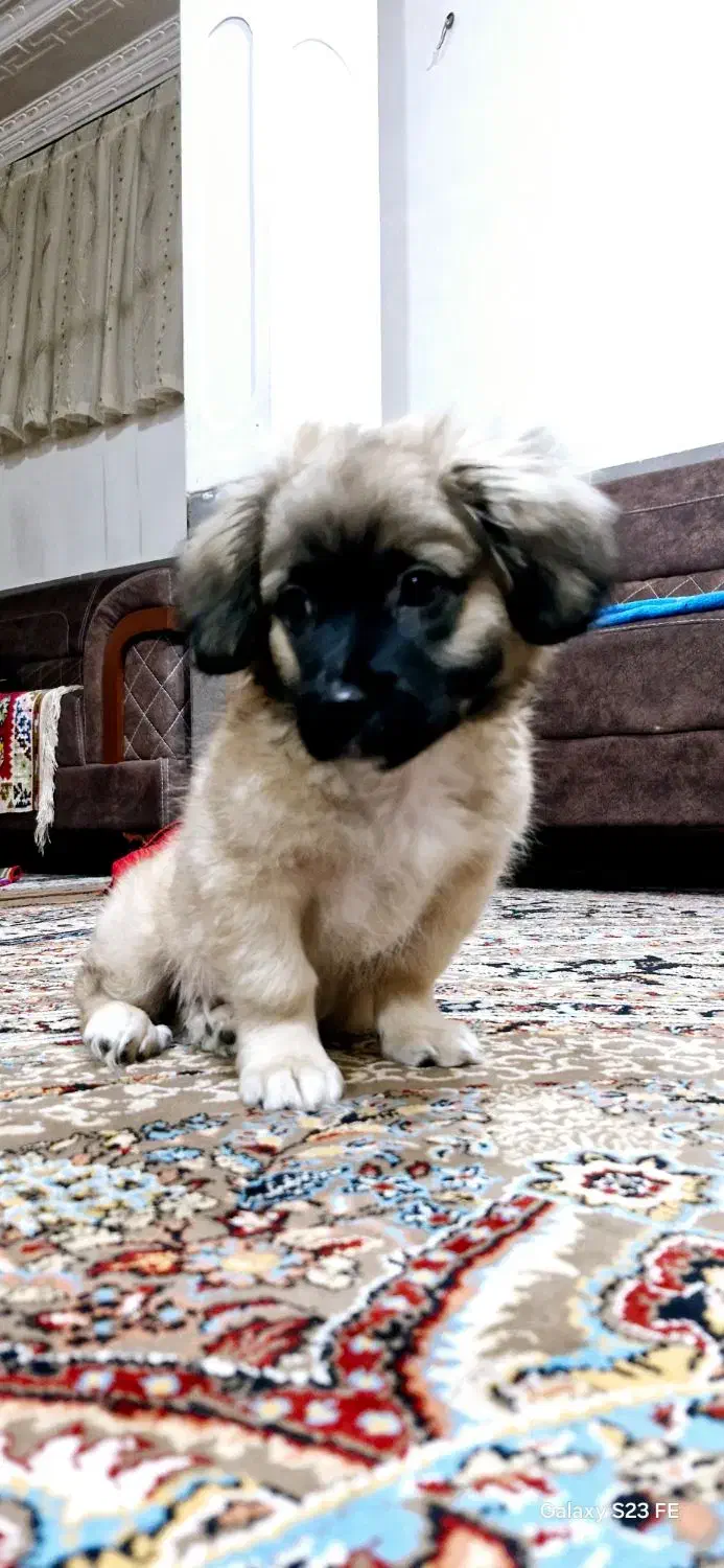 واگذاری سگ خانگی|سگ|شهرضا, |دیوار