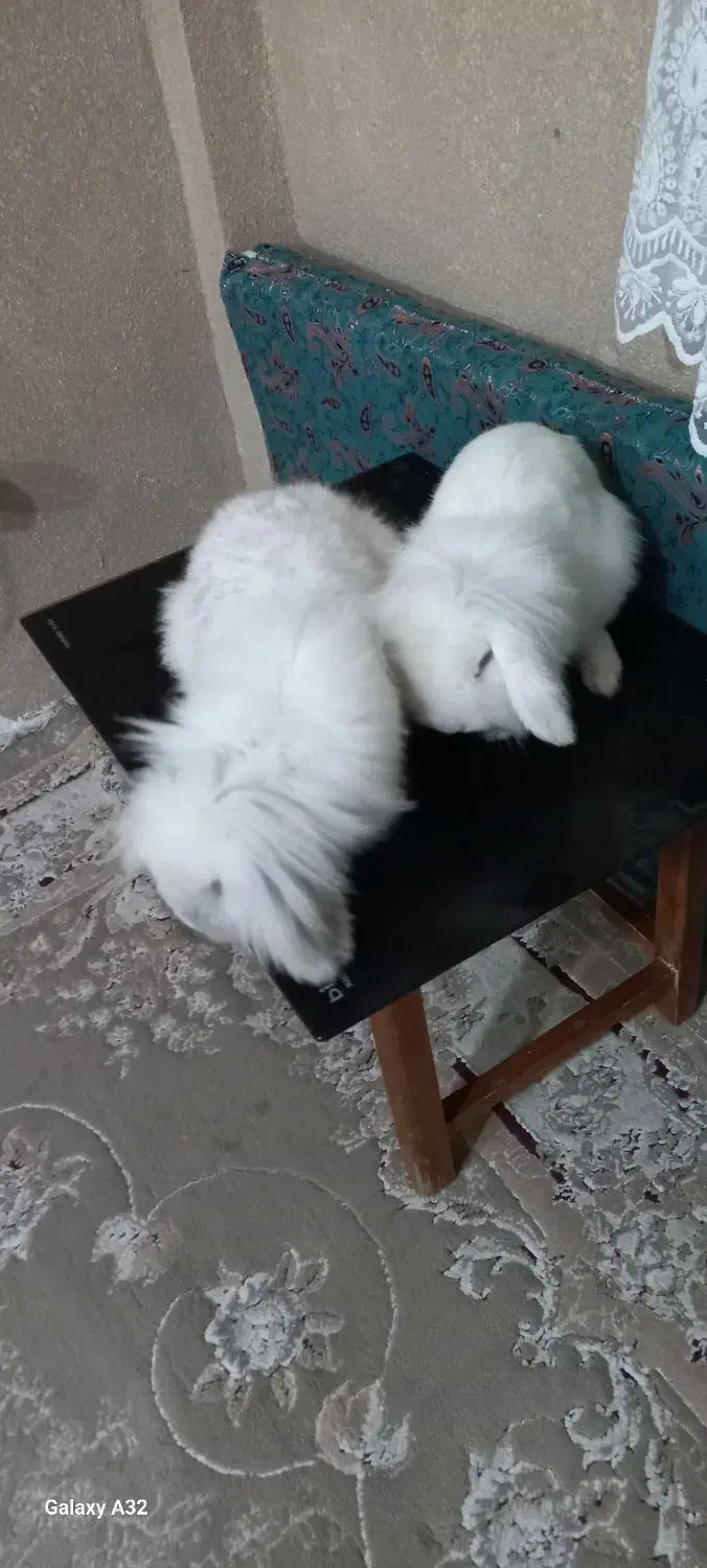 یه جفت خرگوش لوپ هلندی واکسن زده|موش و خرگوش|پرند, فاز ۵|دیوار