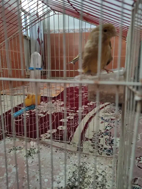 یه جفت قناری|پرنده|کوهدشت, |دیوار