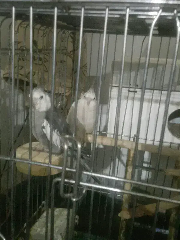 عروس هلندی|پرنده|سنندج, |دیوار