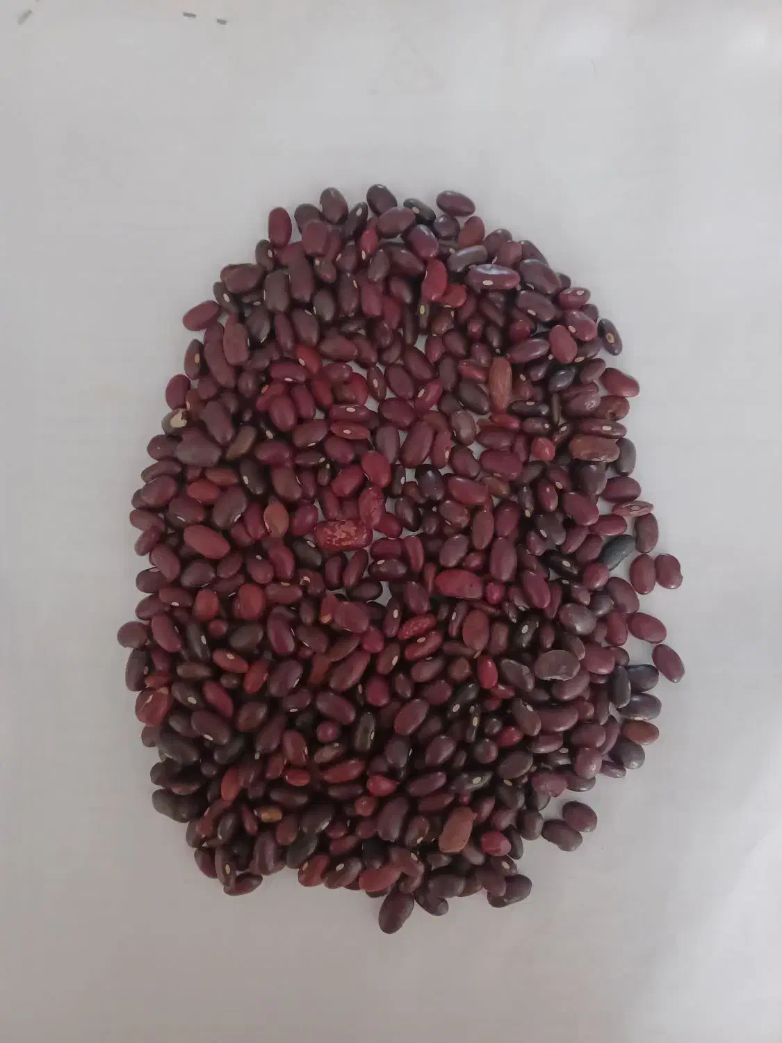 پخش عمده وخرده حبوبات با قیمتهای مناسب|عمدهفروشی|پاکدشت, خاتون آباد|دیوار