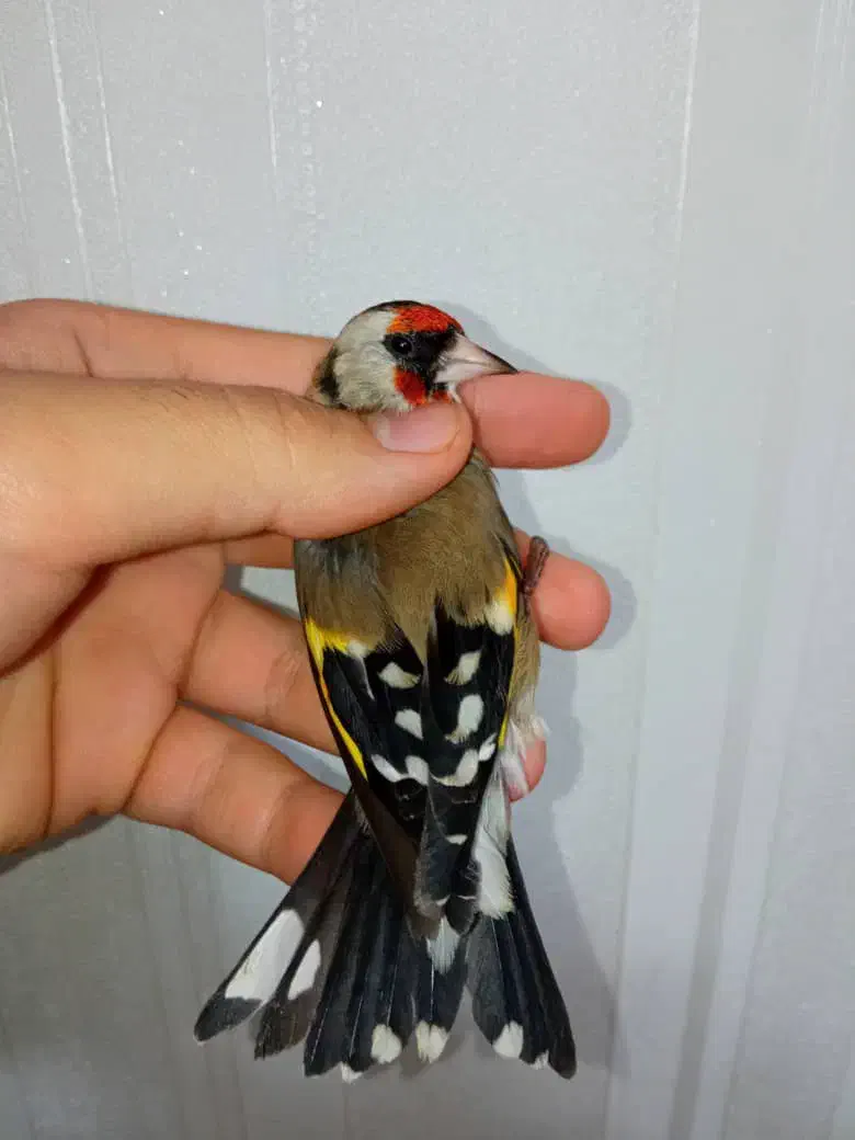 سهره چونه سفید خطی|پرنده|تهران, والفجر (افسریه)|دیوار