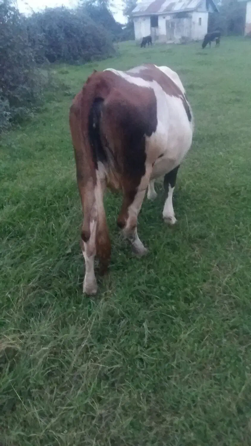 گاو مونت|حیوانات مزرعه|سنگر, |دیوار