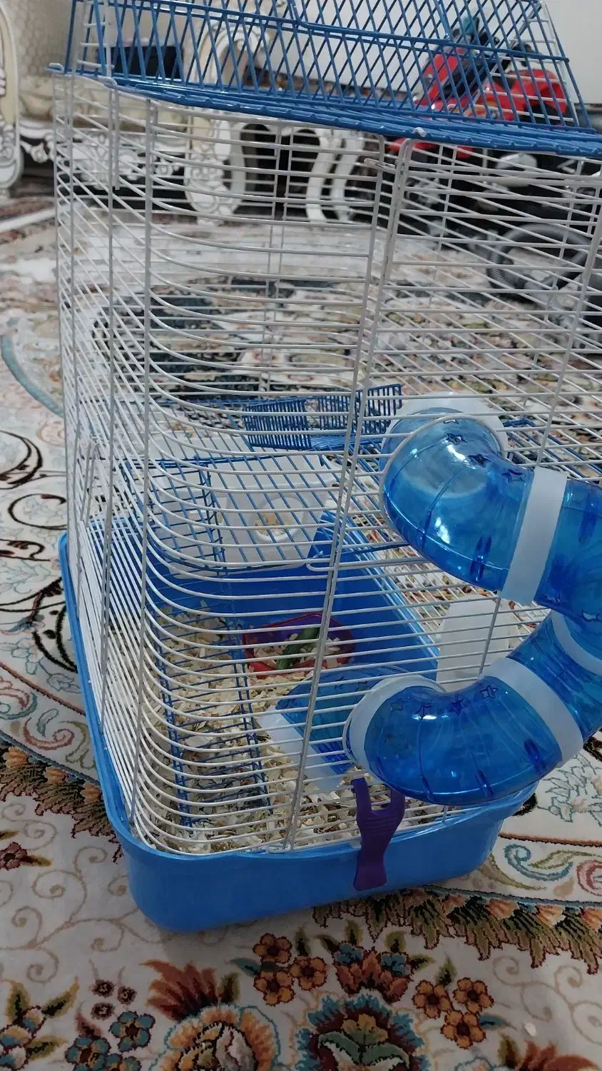 همستر همراه قفس|موش و خرگوش|قدس, شهرقدس|دیوار