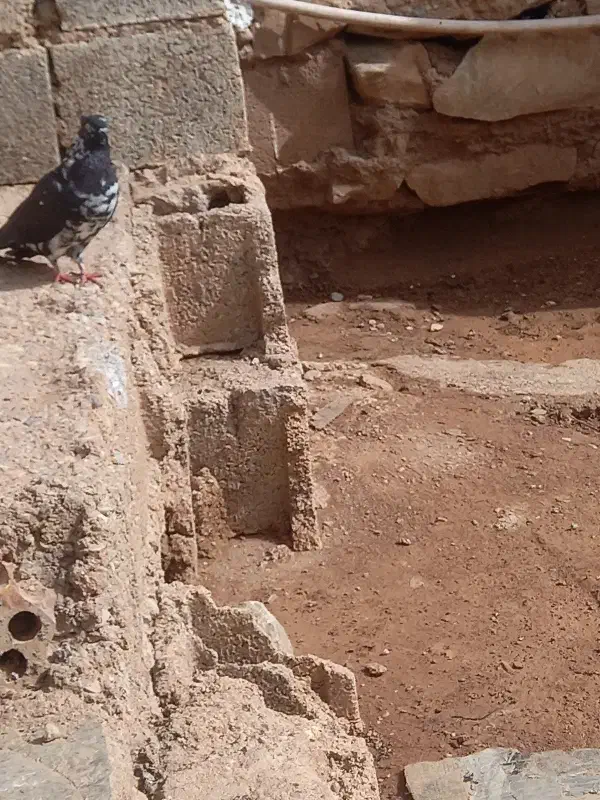 کبوتر|حیوانات|مسجد سلیمان, |دیوار